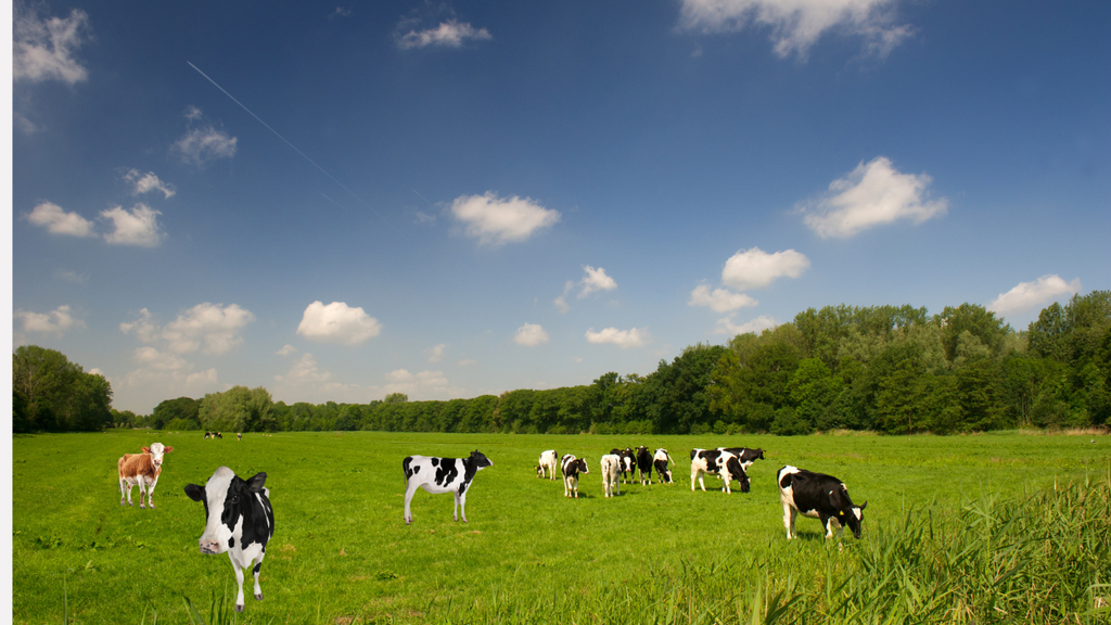 Why Choose Grass-Fed Collagen? Quality and Puriity Benefits